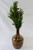 Faux Forrest Pine Sprig - Set Of 2 Faux Forrest Pine Sprig - Set Of 2
