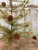 Cypress Tree With Pine Cones - 2 ft.