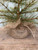 Cypress Tree With Pine Cones - 24"