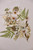 Small Assorted Dry Flower Stickers