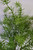 Set Of 2 Rubber Greenery Sprigs Set Of 2 Rubber Greenery Sprigs