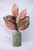 Set Of 3 - Bespoke Magnolia Pick