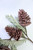 Mossband Greens Pinecone Pick - Set Of 2