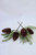 Mossband Greens Pinecone Pick - Set Of 2