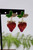 Berry Extra Earrings