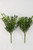 New England Boxwood Bush - Set Of 2