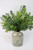 New England Boxwood Bush - Set Of 2
