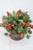 Laden Berry Half Sphere