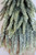 Golden Sparkle Spruce Tree