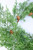 Thick Cedar Garland