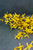 5' Sunrise Forsythia Garland
