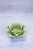 Green Lotus Tea Light Holder