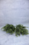Set Of 2 - 14" Baby's Twilight Bush