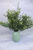 Set Of 2 - 14" Baby's Twilight Bush