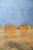 A Rosier Perspective Sunglasses