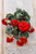 21" Jubilee Geranium Weeping Bush