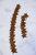 Rusty Tin Stars - Set of 2
