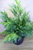 24" Churchill Cypress Tree
