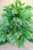 28" River Valley Mixed Pine Tree With Burlap Base