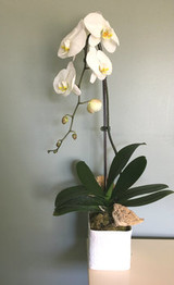 Tips for Growing That White Orchid Plant