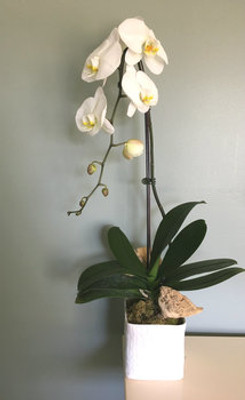 Tips for Growing That White Orchid Plant