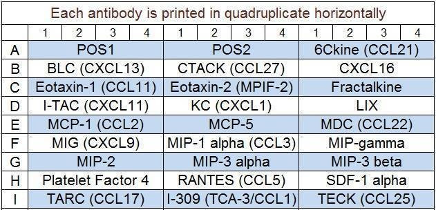 Mouse Chemokine Array Q1 | RayBiotech