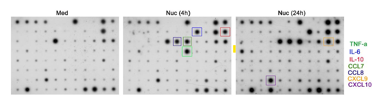 Cytokine Array C5 was used to evaluate the response of bronchoalveolar lavage macrophages following stimulation with nucleosomes. Increased secretion of these cytokines were observed 4H post stimulation. Figure from Sripada et al., J Clin Invest, 2025