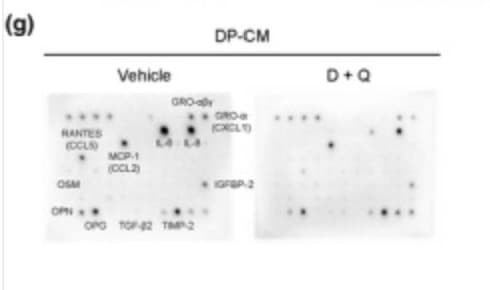 Figure adapted from Pappalardo et al., Aging Cell, 2025.