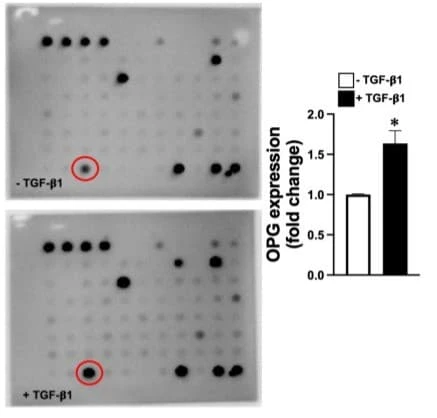 Figure adapted from McDowell-Sanchez et al., Biochemical and Biophysical Research Communications, 2025.