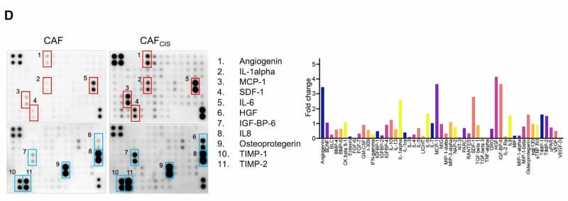 Figure adapted from Palliyage et al., Lung Cancer, 2023.