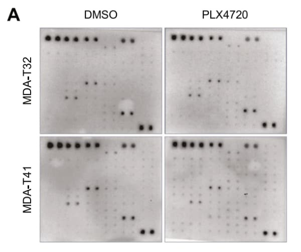RayBiotech's Human Phospho-RTK Array was used to assess receptor tyrosine kinase activation in papillary thyroid carcinoma cells following BRAF inhibitor treatment. Figure adapted from Cavallo et al., Cell Death Discovery, 2024.