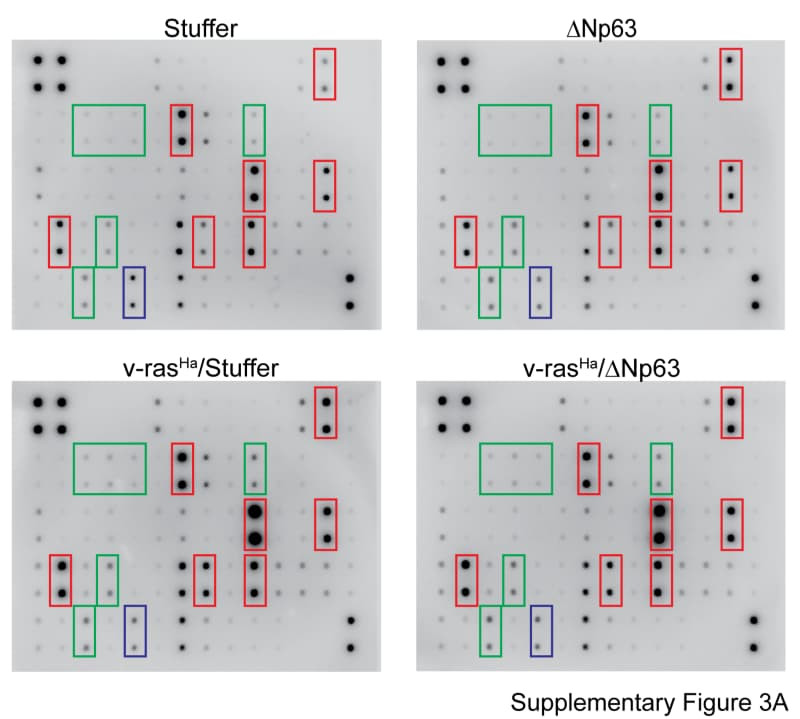 Figure adapted from Sakakibara et al., Frontiers in Immunology, 2023.