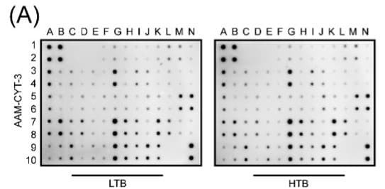 Figure adapted from Wen et al., Cancer Communications, 2023.