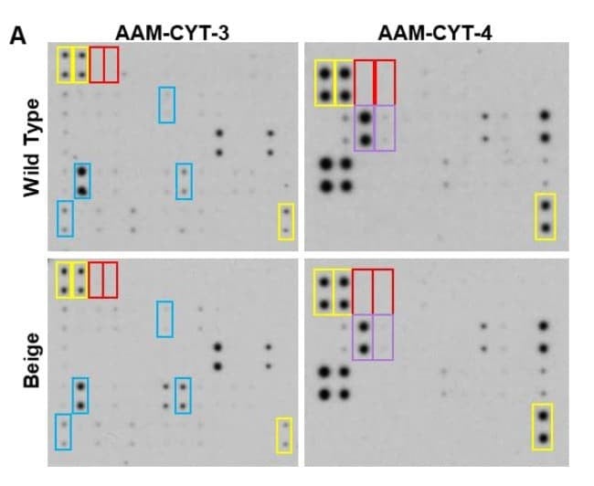 Figure adapted from Zbinden et al., Wound Repair and Regeneration, 2022.