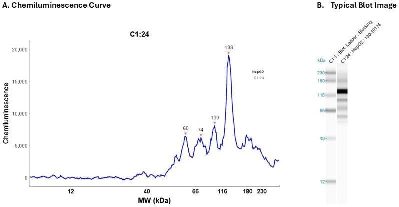 Cell Lysate: HEPG2 0.2 mg/ml | Secondary Ab: Mouse | Exposure: 5 sec | Expected MW (kDa): 55