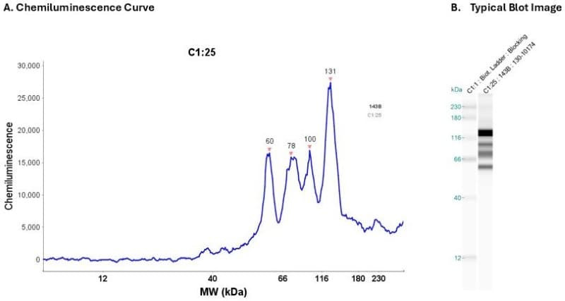 Cell Lysate: 143B 0.2 mg/ml | Secondary Ab: Mouse | Exposure: 5 sec | Expected MW (kDa): 55