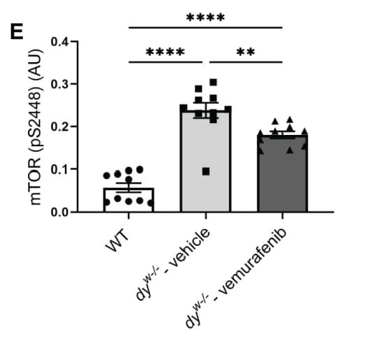 RayBio® Phospho-mTOR (Ser2448) ELISA Kit was used to measure mTOR activation in gastrocnemius muscle extracts from WT and dyW−/− mice following vemurafenib treatment. Figure adapted from Oliveira-Santos et al., Disease Models & Mechanisms, 2023.