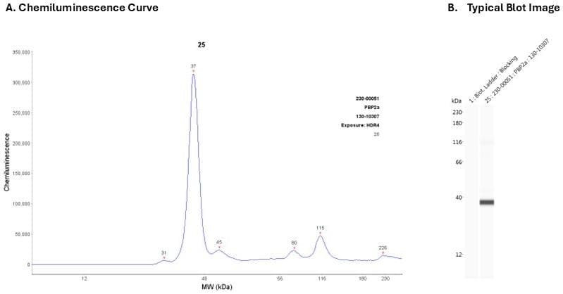 Recombinant protein: Cat. #230-00051 | Secondary Ab: Mouse | Exposure: HDR | Expected MW (kDa): 74
