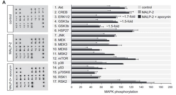 RayBiotech's MAPK Phosphorylation Antibody Array (AAH-MAPK-1) was used to assess the effects of NADPH oxidase on MALP-2-dependent signaling in endothelial cells. Figure adapted from Schuett et al., FASEB J, 2017.