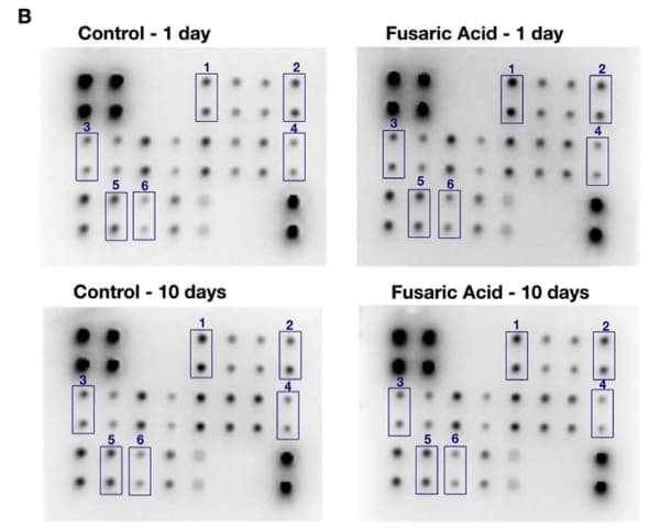 RayBiotech's MAPK Phosphorylation Antibody Array was used to assess the effects of fusaric acid on PI3K/Akt/mTOR signaling in the mouse brain tissue. Figure adapted from Dhani et al., Food Chem Toxicol, 2020.