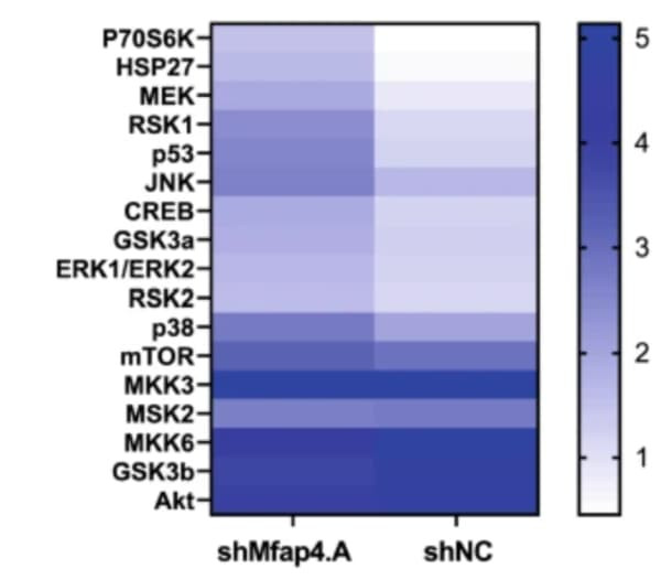 RayBiotech's MAPK Phosphorylation Antibody Array revealed MAPK pathway alterations in liver tissue following Mfap4 knockdown. Figure adapted from Iakovleva et al., npj Regenerative Medicine, 2023.