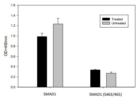 HeLa cells were treated with BMP2