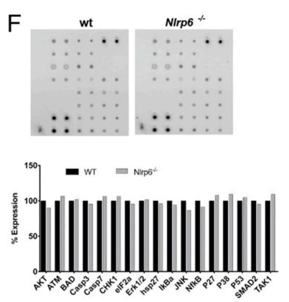 RayBiotech's Mouse Apoptosis Signaling Pathway Array was used to analyze apoptosis-related protein signaling in NLRP6-deficient CD4+ T cells. Figure adapted from Radulovic et al., The Journal of Immunology, 2019.