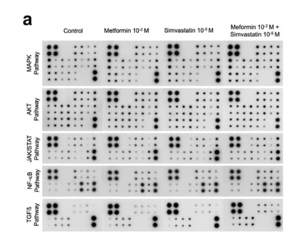 RayBiotech’s Human Phosphorylation Pathway Profiling Array revealed key oncogenic pathway alterations in glioblastoma cells treated with metformin and simvastatin. Figure adapted from Fuentes-Fayos et al., eBioMedicine, 2023.