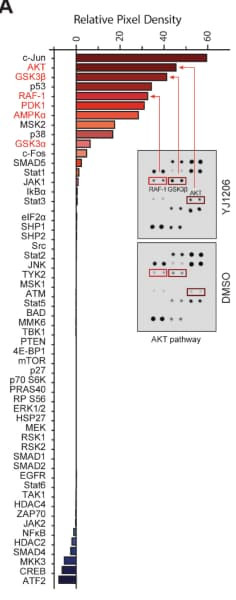 RayBiotech’s Human Phosphorylation Pathway Profiling Array revealed AKT pathway activation following CDK12/13 degradation in prostate cancer models. Figure adapted from Chang et al., Cell Reports Medicine, 2024.