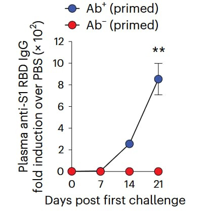 SARS-CoV-2 S1 Subunit Protein was used as the coating antigen in ELISA to measure plasma anti-RBD IgG levels. Antibody-sufficient mice showed robust responses following infection. Figure adapted from Fumagalli et al., Nature Immunology, 2024.