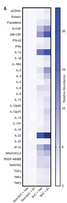 RayBiotech's SARS-CoV-2 S1 Subunit Protein was used to stimulate human senescent endothelial cells. As shown in the heat map, S1 treatment enhanced secretion of multiple proinflammatory SASP factors. Figure adapted from Camell et al., Science, 2021.