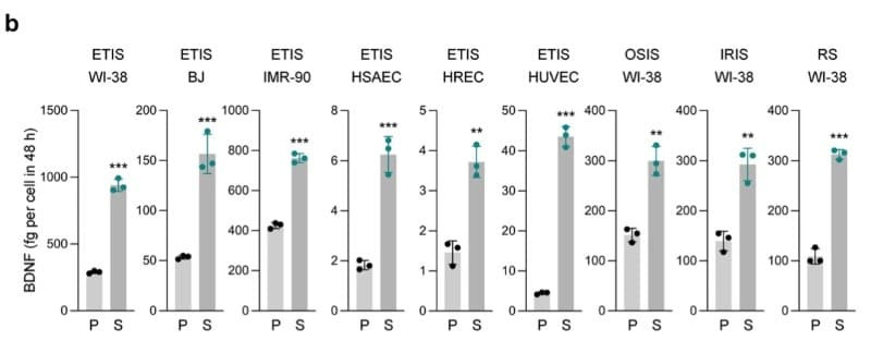 The ELH-BDNF ELISA Kit was used to quantify secreted BDNF protein levels in conditioned media collected from proliferating and senescent human cells. Figure adapted from Anerillas et al., Nature Communications, 2022.