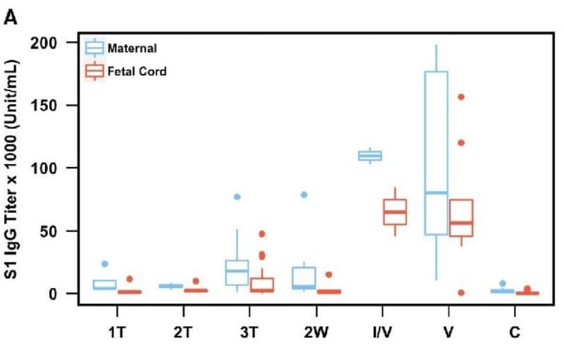 IEQ-CoVS1RBD-IgG was used to quantify spike S1–specific IgG antibodies in matched maternal and fetal cord plasma from SARS-CoV-2–infected or vaccinated pregnancies. Figure adapted from Monroe et al., Journal of Infectious Diseases, 2024.
