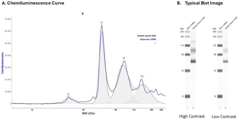 Human serum 20X | Secondary Ab: Rabbit | Exposure: HDR4 | Expected MW (kDa): 48